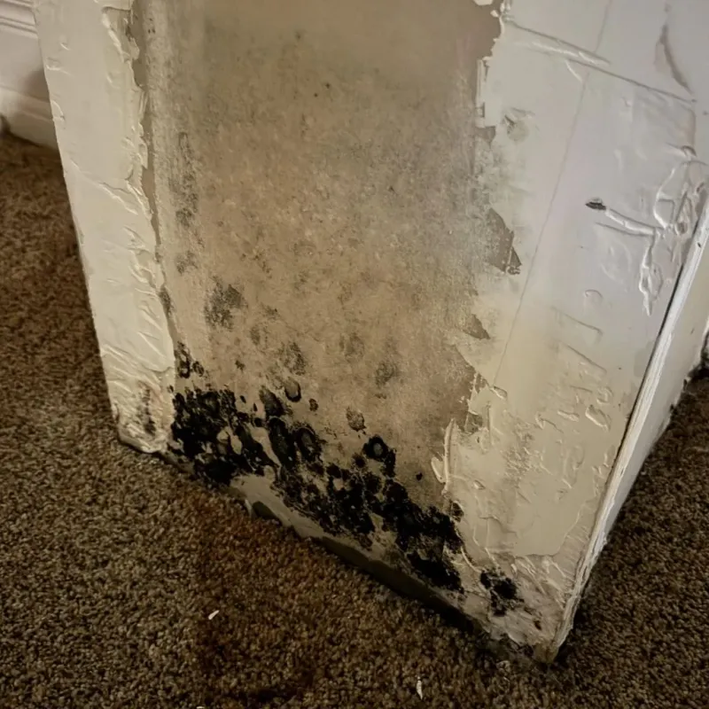 Professional Mold Removal in Christiana, PA